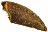 Serrated, Raptor Tooth - Real Dinosaur Tooth #208278-1